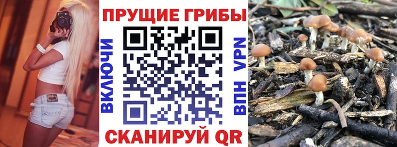 Галлюциногенные грибы Psilocybine cubensis мега ссылка Куртамыш
